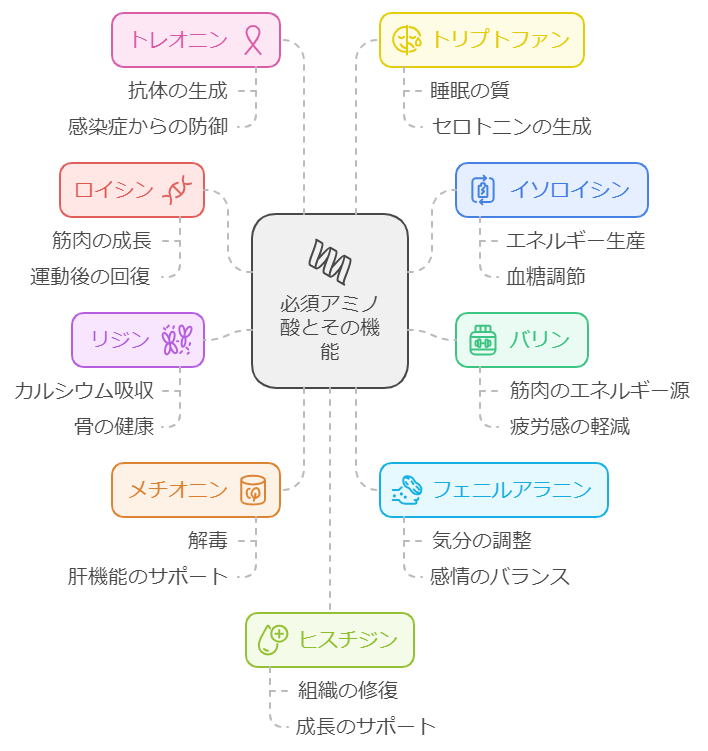 必須アミノ酸の構成図