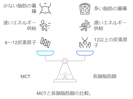 通常の油とMCTオイルの違いについての図解