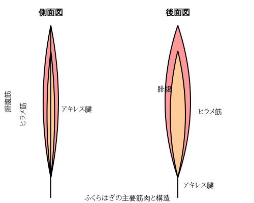 ふくらはぎの主要筋肉と構造の図解