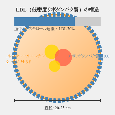 LDL粒子の構造