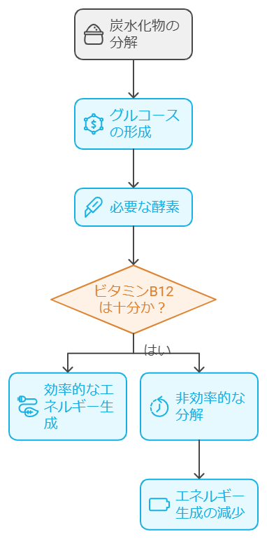 炭水化物代謝の補助のわかりやすい図解