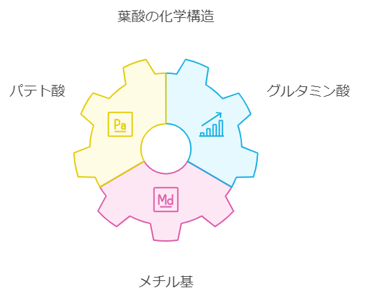 葉酸の構造図