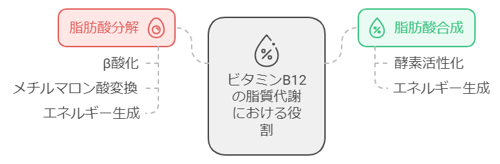 脂質代謝への関与のわかりやすい図解