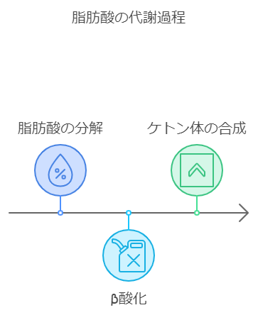 脂肪酸の代謝経路の図解