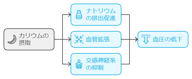 カリウムと血圧の関係の図解