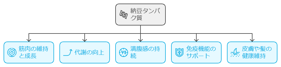 納豆たんぱく質の効果の図