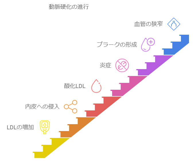 LDLコレステロールによる動脈硬化のプロセス