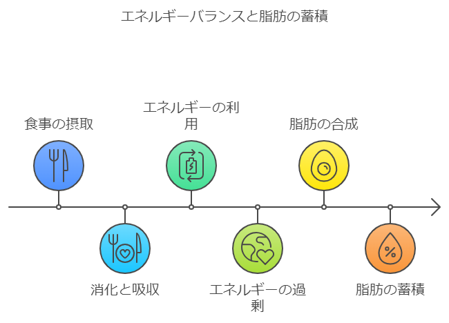 摂取カロリーが脂肪になるまでの流れ