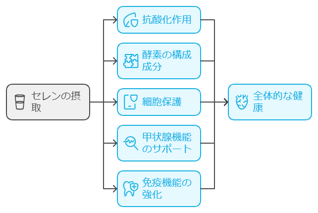 セレンの役割