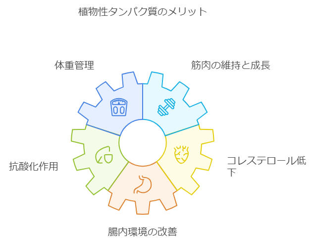 植物性タンパク質摂取のメリット